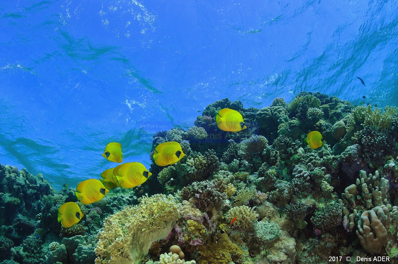 Chaetodon semilarvatus poisson papillon jaune ambiance-Safaga Panomara Reef Sud-25m-20171123-Denis-ADER-DSC_3551_tn.jpg